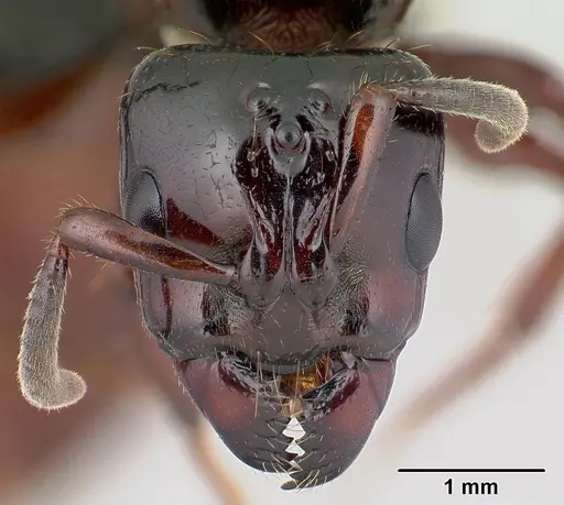 Centromyrmex bequaerti specimen CASENT0066957 image casent0066957_2