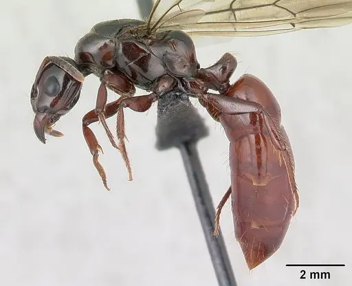 Centromyrmex bequaerti specimen CASENT0066957 image casent0066957_3