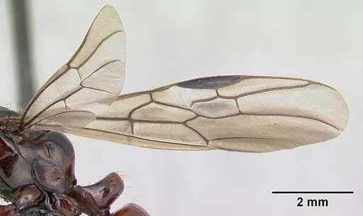 Centromyrmex bequaerti specimen CASENT0066957 image casent0066957_4