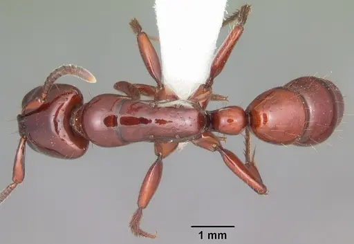 Centromyrmex bequaerti specimen CASENT0102992 image casent0102992_1