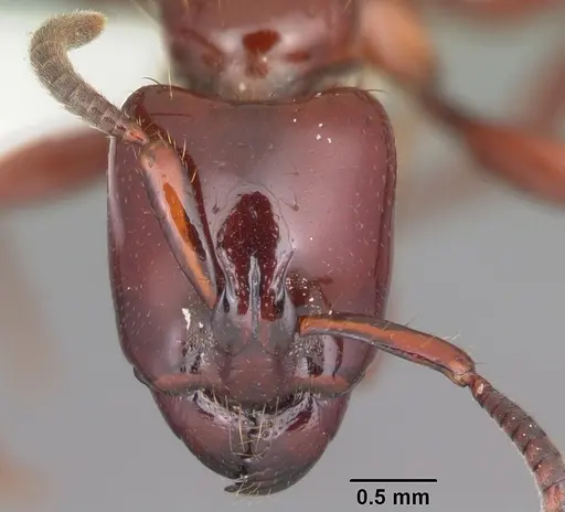 Centromyrmex bequaerti specimen CASENT0102992 image casent0102992_2