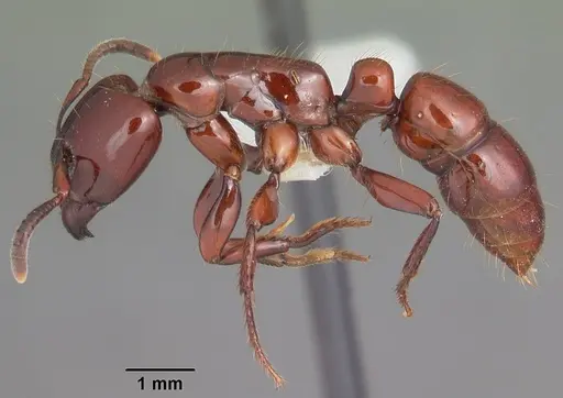 Centromyrmex bequaerti specimen CASENT0102992 image casent0102992_3