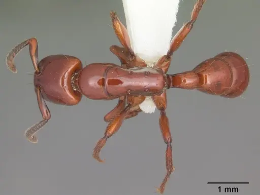 Centromyrmex bequaerti specimen CASENT0104136 image casent0104136_1