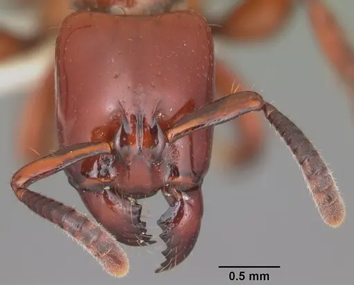 Centromyrmex bequaerti specimen CASENT0104136 image casent0104136_2