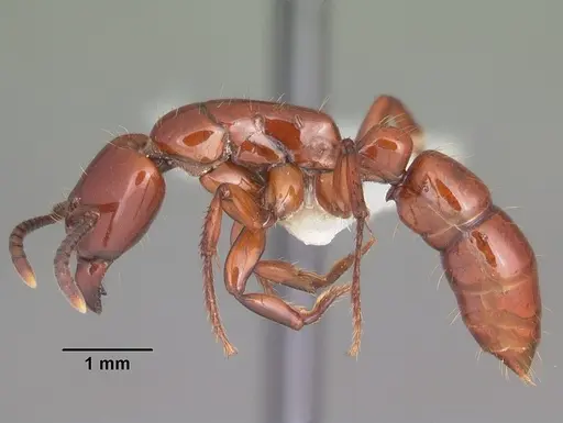 Centromyrmex bequaerti specimen CASENT0104136 image casent0104136_3