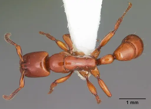 Centromyrmex bequaerti specimen CASENT0104137 image casent0104137_1