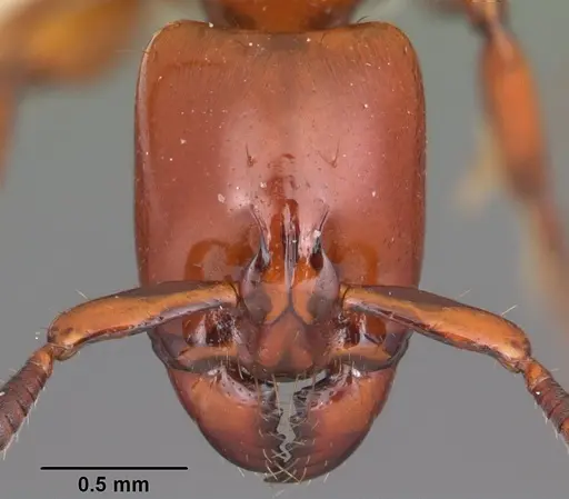 Centromyrmex bequaerti specimen CASENT0104137 image casent0104137_2