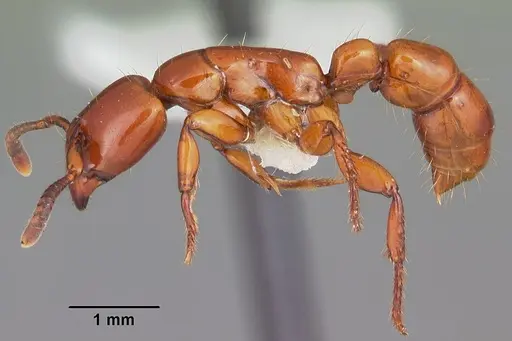 Centromyrmex bequaerti specimen CASENT0104137 image casent0104137_3