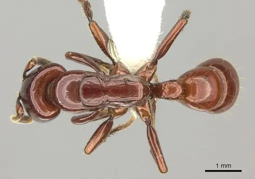 Centromyrmex bequaerti specimen CASENT0260515 image casent0260515_1