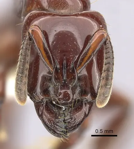 Centromyrmex bequaerti specimen CASENT0260515 image casent0260515_2