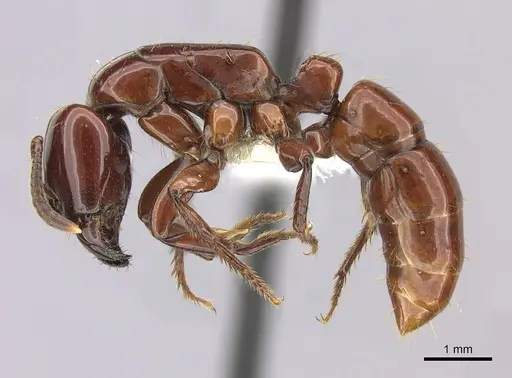 Centromyrmex bequaerti specimen CASENT0260515 image casent0260515_3