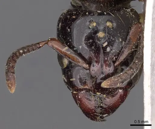 Centromyrmex bequaerti specimen CASENT0907215 image casent0907215_2