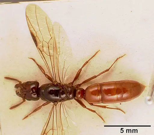 Centromyrmex bequaerti specimen SAM-ENT-0011510A image sam-ent-0011510a_1