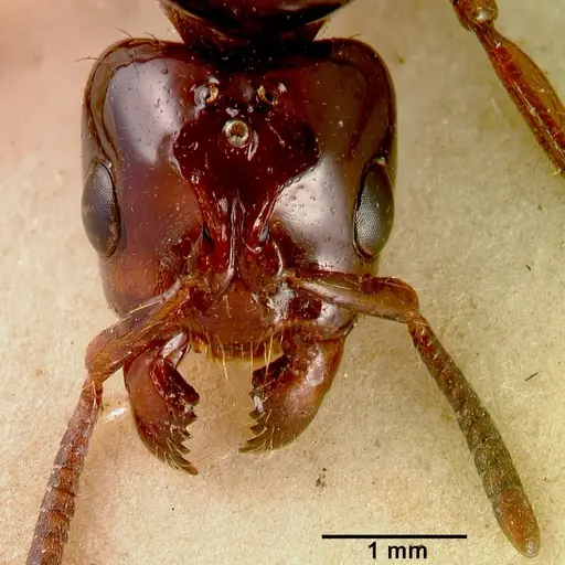Centromyrmex bequaerti specimen SAM-ENT-0011510A image sam-ent-0011510a_2