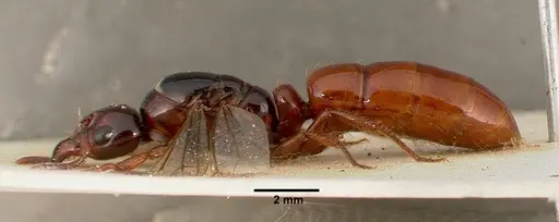 Centromyrmex bequaerti specimen SAM-ENT-0011510A image sam-ent-0011510a_3