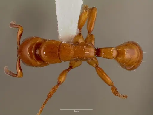 Centromyrmex bequaerti specimen SAM-HYM-C007975A image sam-hym-c007975a_1