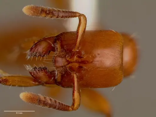 Centromyrmex bequaerti specimen SAM-HYM-C007975A image sam-hym-c007975a_2