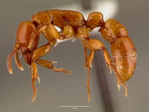 Centromyrmex bequaerti specimen SAM-HYM-C007975A image sam-hym-c007975a_3