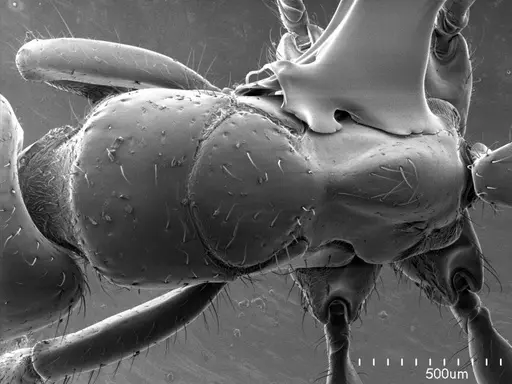 Centromyrmex brachycola specimen ANTWEB1008508 image antweb1008508_1