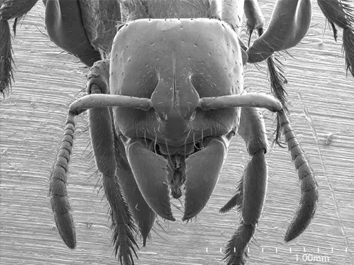 Centromyrmex brachycola specimen ANTWEB1008508 image antweb1008508_2
