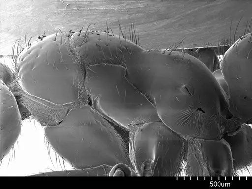 Centromyrmex brachycola specimen ANTWEB1008508 image antweb1008508_3