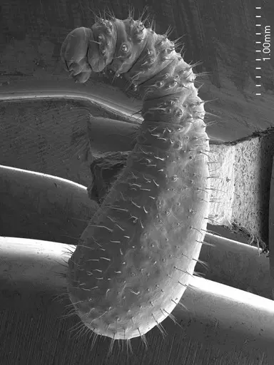 Centromyrmex brachycola specimen ANTWEB1008509 image antweb1008509_3