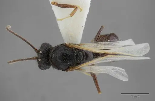Centromyrmex brachycola specimen ANTWEB1032043 image antweb1032043_1