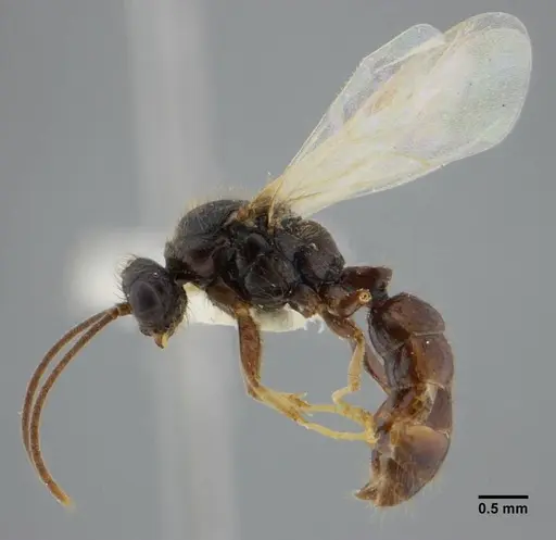 Centromyrmex brachycola specimen ANTWEB1032043 image antweb1032043_4
