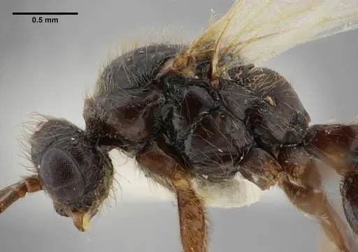 Centromyrmex brachycola specimen ANTWEB1032043 image antweb1032043_5