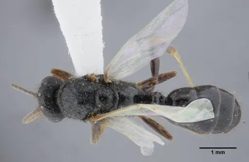 Centromyrmex brachycola specimen ANTWEB1032049 image antweb1032049_1