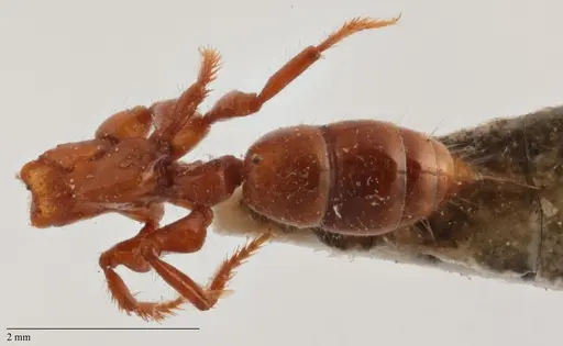 Centromyrmex brachycola specimen ANTWEB1032068 image antweb1032068_1