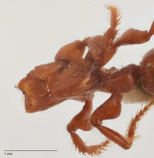 Centromyrmex brachycola specimen ANTWEB1032068 image antweb1032068_2