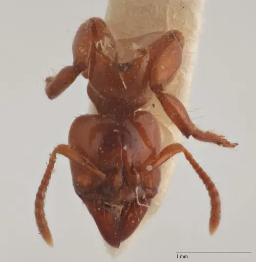 Centromyrmex brachycola specimen ANTWEB1032068 image antweb1032068_3