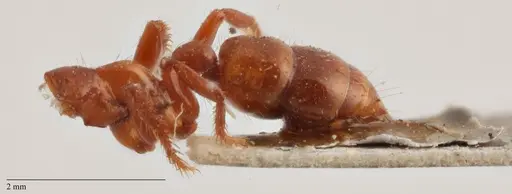 Centromyrmex brachycola specimen ANTWEB1032068 image antweb1032068_5