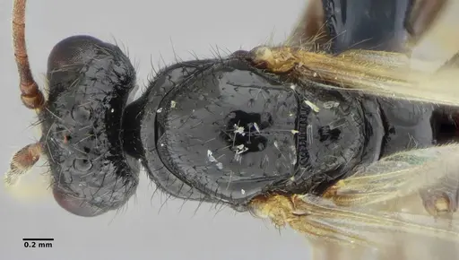 Centromyrmex brachycola specimen ANTWEB1032720 image antweb1032720_1
