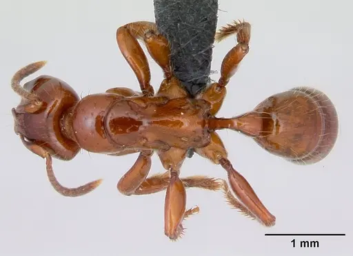Centromyrmex brachycola specimen CASENT0052768 image casent0052768_1