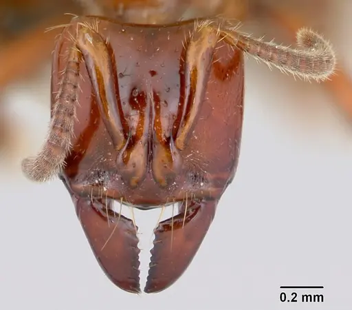 Centromyrmex brachycola specimen CASENT0052768 image casent0052768_2