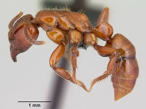 Centromyrmex brachycola specimen CASENT0052768 image casent0052768_3