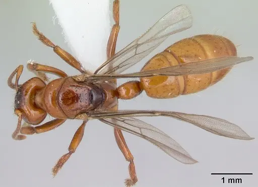 Centromyrmex brachycola specimen CASENT0178343 image casent0178343_1