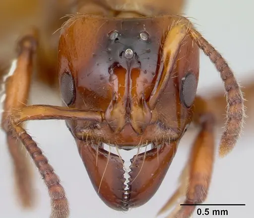 Centromyrmex brachycola specimen CASENT0178343 image casent0178343_2