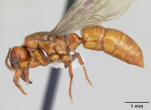 Centromyrmex brachycola specimen CASENT0178343 image casent0178343_3