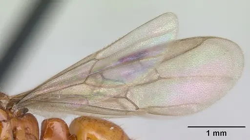 Centromyrmex brachycola specimen CASENT0178343 image casent0178343_4