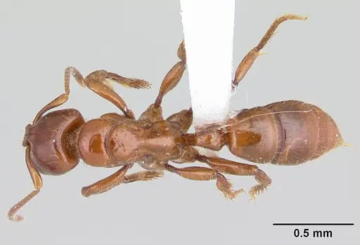 Centromyrmex brachycola specimen CASENT0178344 image casent0178344_1