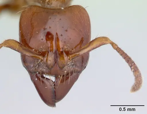 Centromyrmex brachycola specimen CASENT0178344 image casent0178344_2
