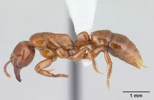 Centromyrmex brachycola specimen CASENT0178344 image casent0178344_3
