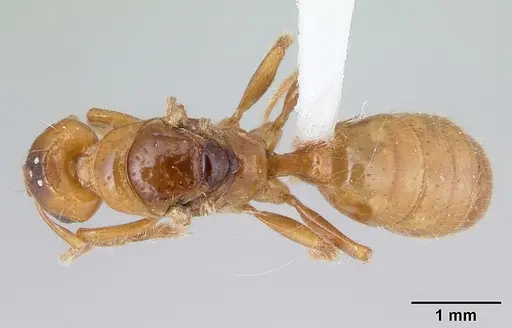 Centromyrmex brachycola specimen CASENT0178345 image casent0178345_1