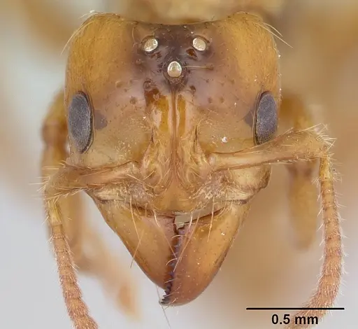 Centromyrmex brachycola specimen CASENT0178345 image casent0178345_2