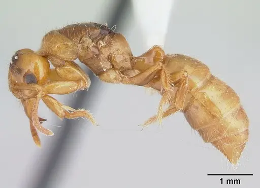 Centromyrmex brachycola specimen CASENT0178345 image casent0178345_3