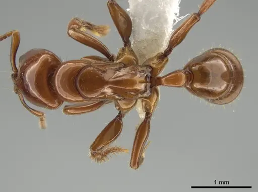 Centromyrmex brachycola specimen CASENT0646180 image casent0646180_1