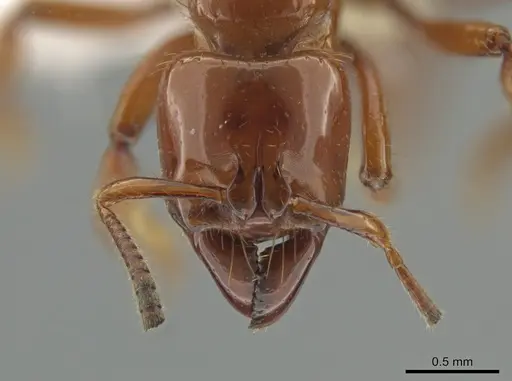 Centromyrmex brachycola specimen CASENT0646180 image casent0646180_2